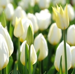 Meet your Posher, Cathy